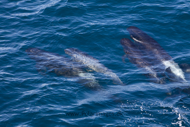 Long-finned pilot whale, Southern Ocean_MG_2532