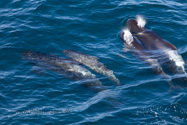 Long-finned pilot whale, Southern Ocean_MG_2533