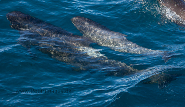 Long-finned pilot whale, Southern Ocean_MG_2534