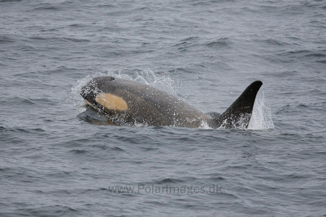 Orca, Type B, Gerlache Strait_MG_3865