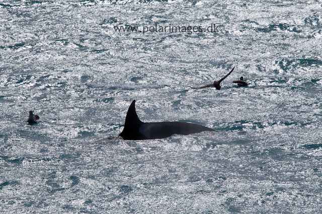 Orca, West Cumberland Bay_MG_1447