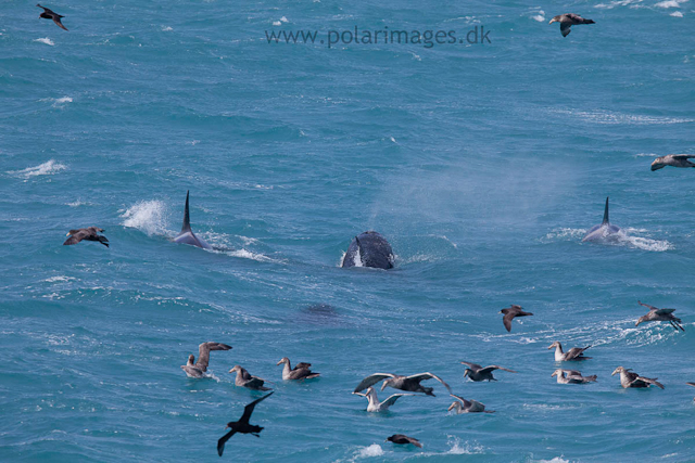 Orca hunting Elephant seal, West Cumberland Bay, South Georgia_MG_1492