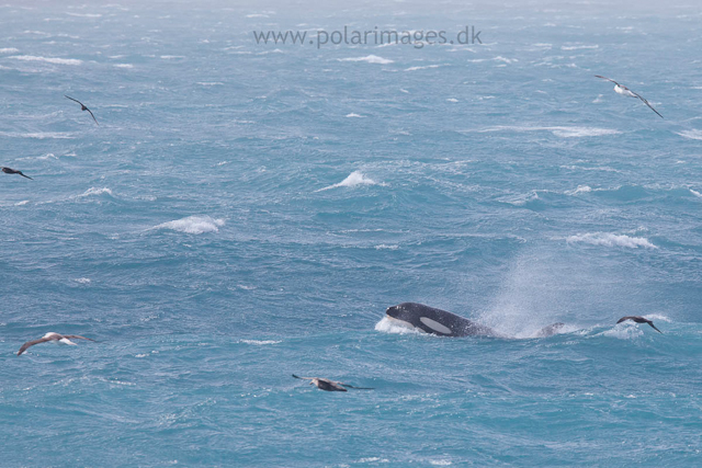 Orca hunting Elephant seal, West Cumberland Bay, South Georgia_MG_1555