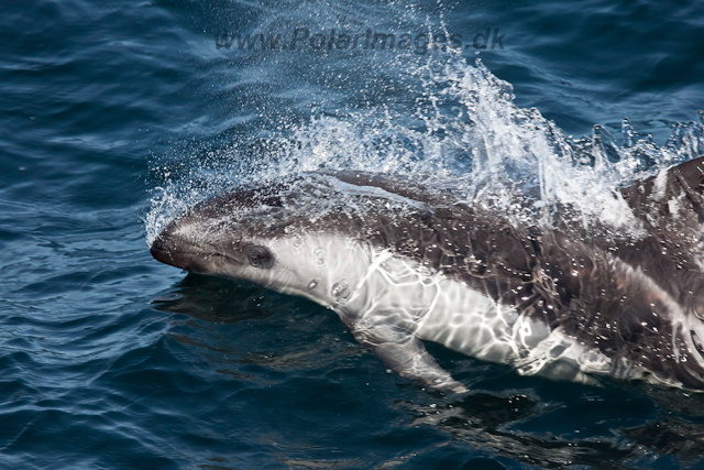 Peales Dolphin_MG_5336