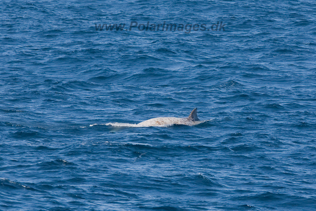 Southern Bottlenose Whale_MG_5299