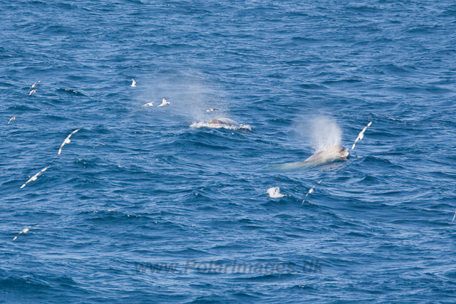 Southern Bottlenose Whale_MG_5301