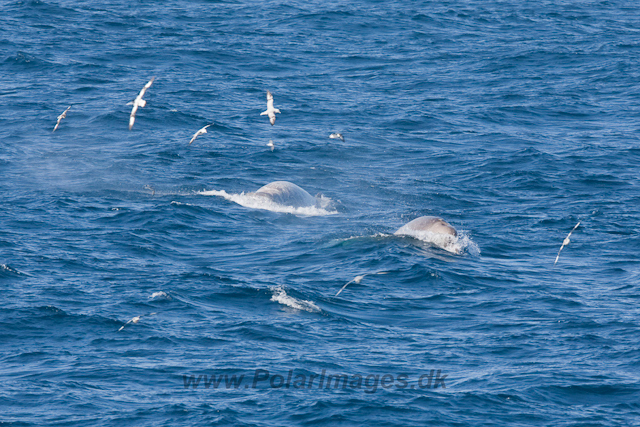 Southern Bottlenose Whale_MG_5302