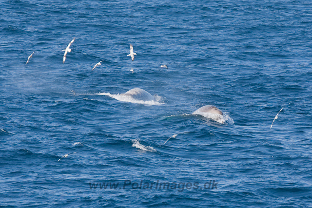 Southern Bottlenose Whale_MG_5302