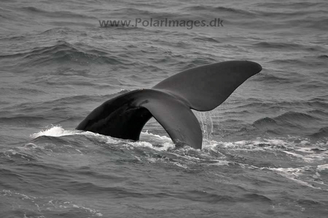 Southern right whale_MG_2921