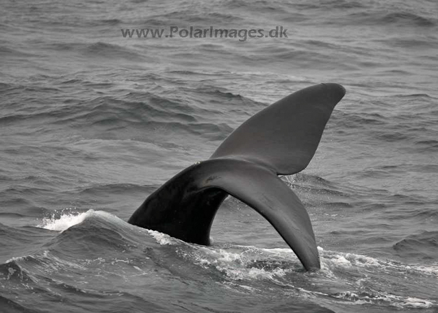 Southern right whale_MG_2922