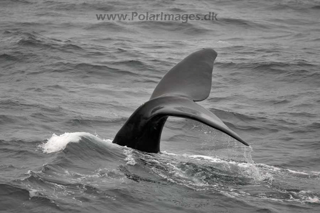 Southern right whale_MG_2923