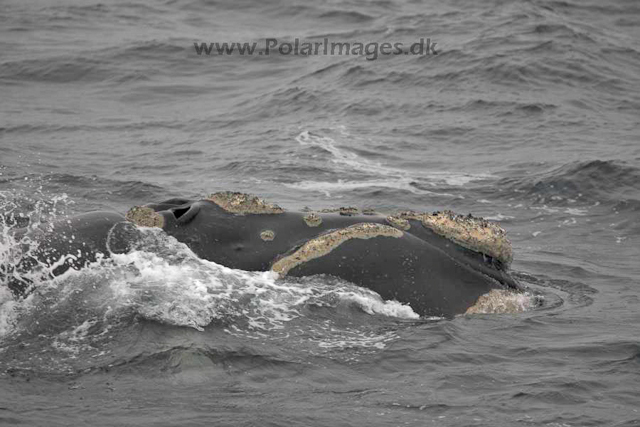 Southern right whale_MG_2934