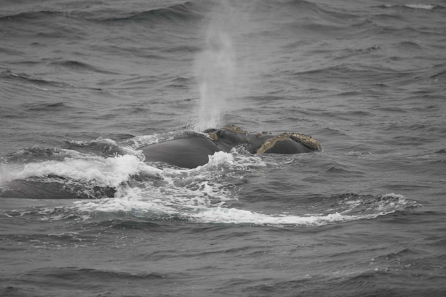 Southern right whale_MG_2944