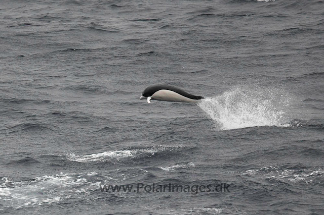 Southern right whale dolphin_MG_3416