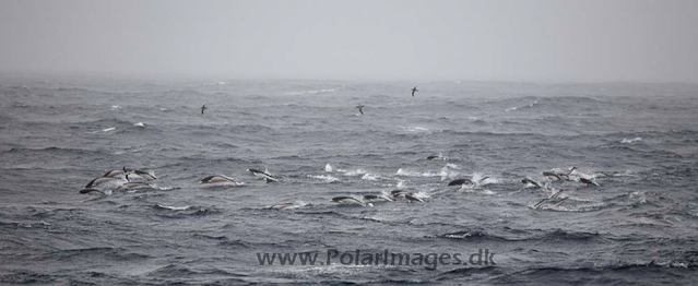 Southern right whale dolphins_MG_3388