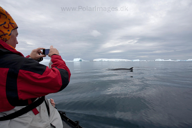 Zodiac cruising with Antarctic minke whale, off Booth Island_MG_4001