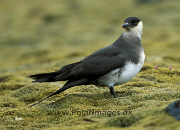 Arctic_skua_87736205