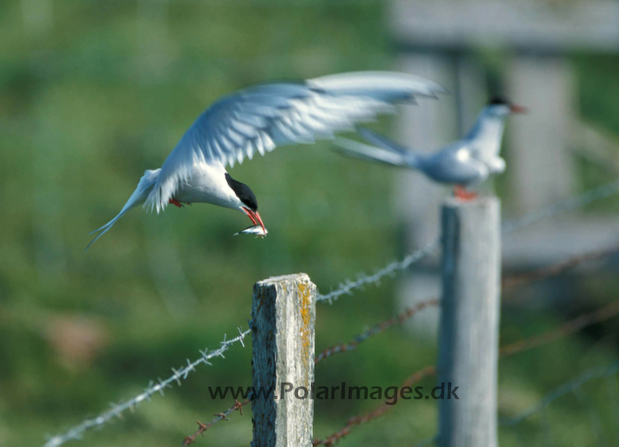 Arctic_terns_062921