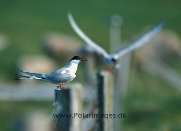 Arctic_terns_062924