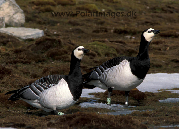 Barnacle_geese_87722934