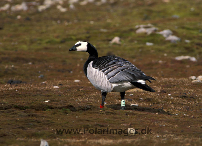 Barnacle_goose_87722920