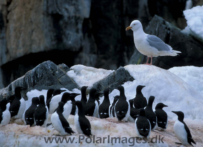 Br_nnichs_guillemot_Glaucous_gull_877218