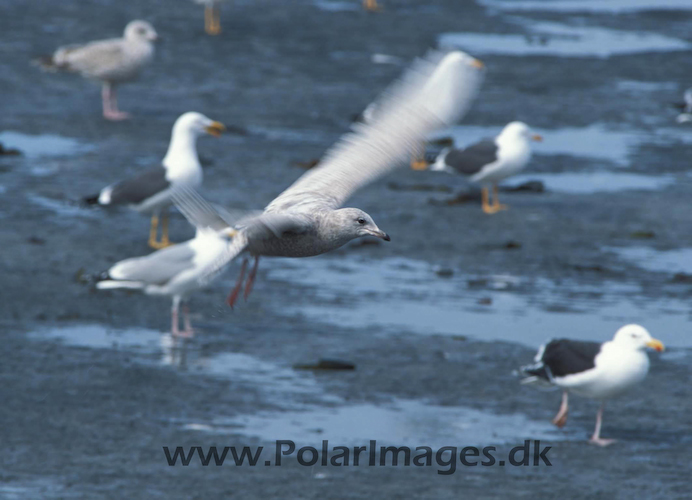 Commen_gull_chick_87720218