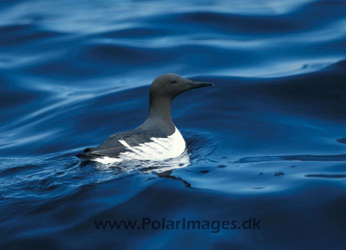 Common_guillemot_063106