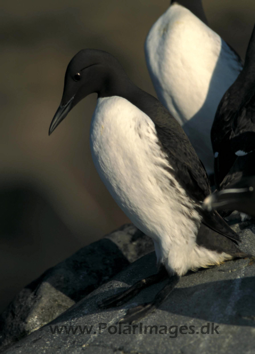 Common_guillemots_0619008