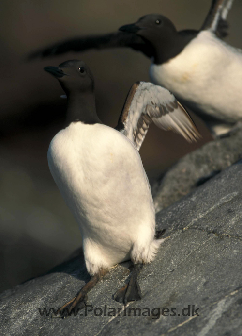 Common_guillemots_0619010