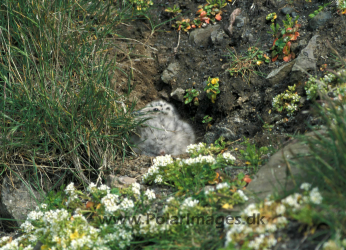 Great_blackbacked_gull_chick063432