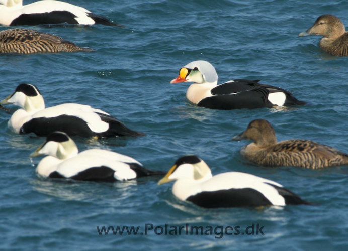 King_Eider_87736619