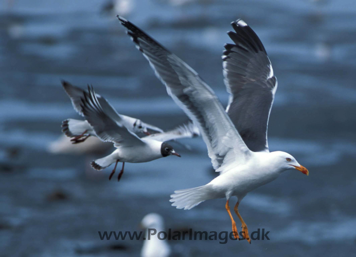 Lesser_Black_backed_Gull_87720229