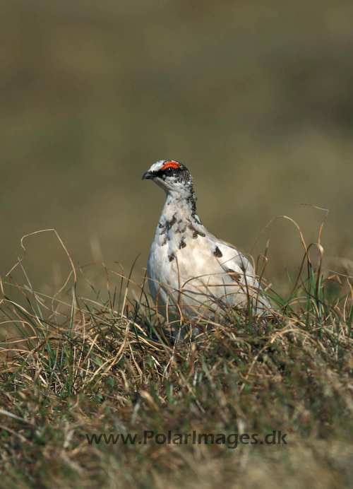 Ptarmigan_064702