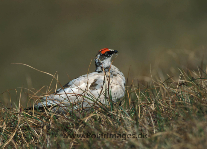 Ptarmigan_064704