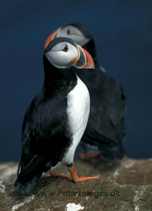 Puffin_063410