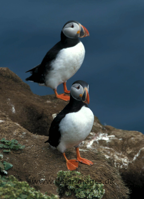 Puffin_063520