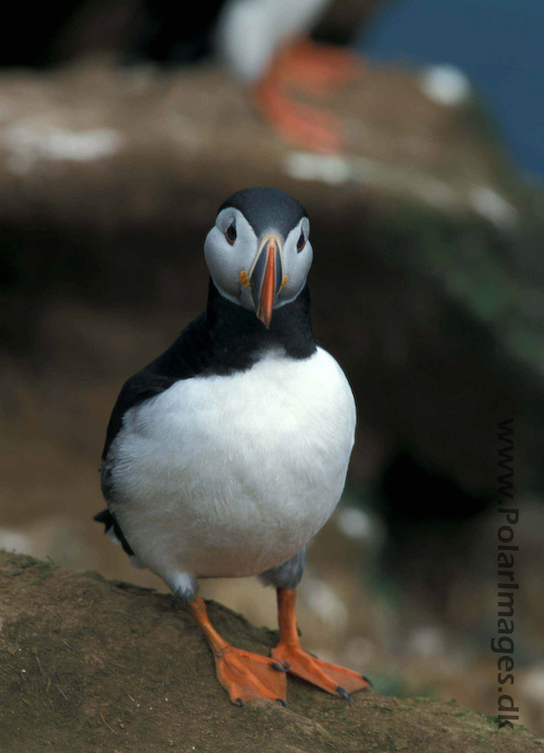 Puffin_063522