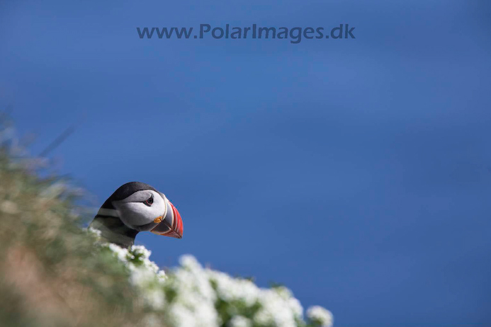 Puffin_MG_3000