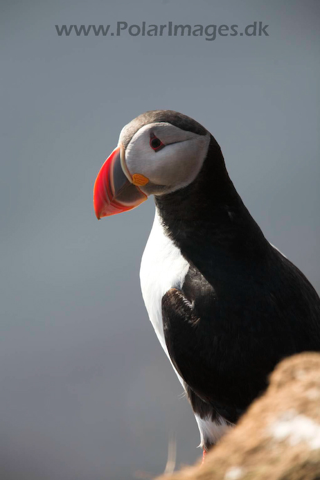 Puffin_MG_3018