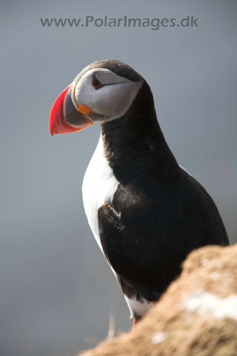 Puffin_MG_3019