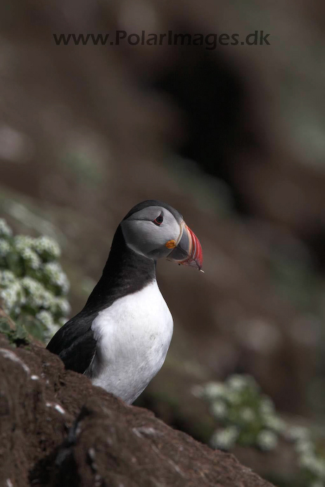 Puffin_MG_3168