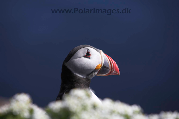 Puffin_MG_3219