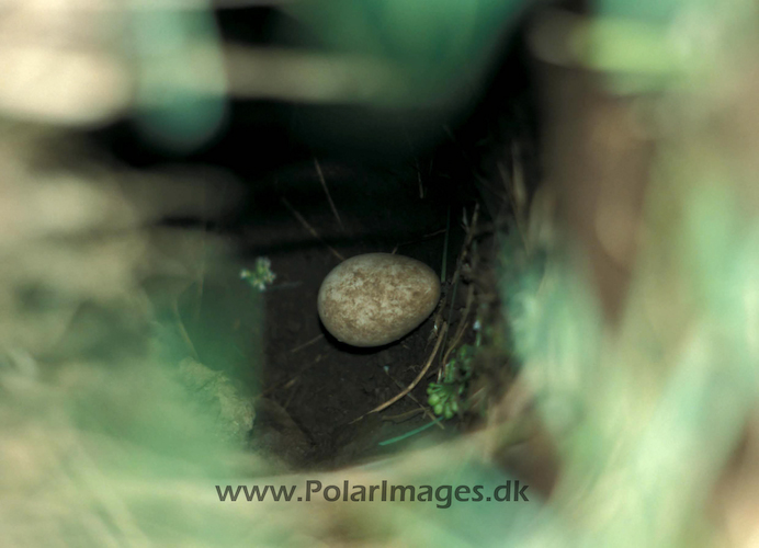 Puffin_egg_in_hole_063035