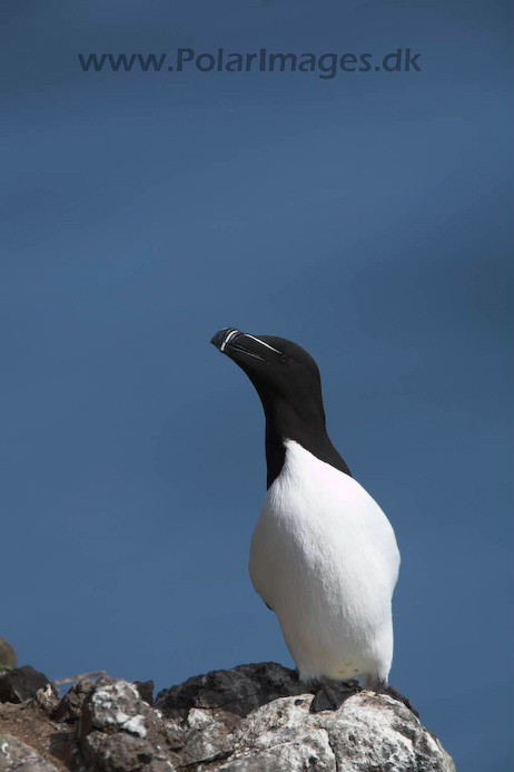 Razorbill_MG_3165