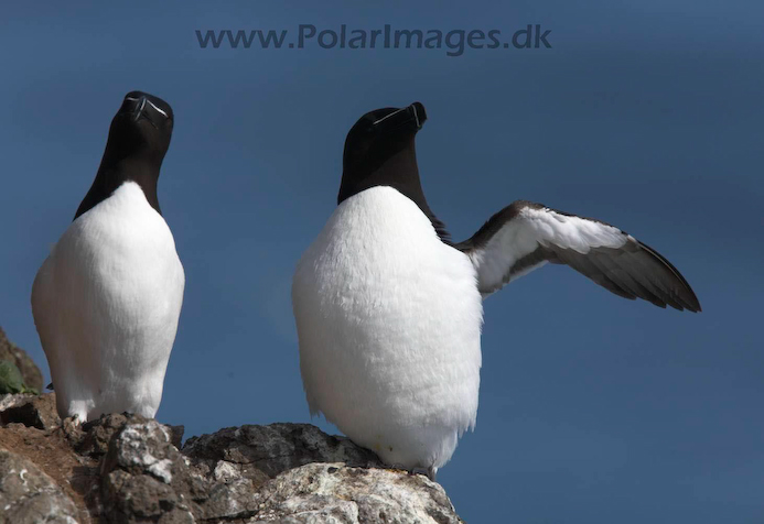 Razorbill_MG_3195