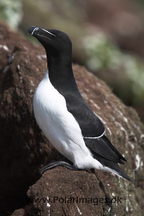 Razorbill_MG_3200