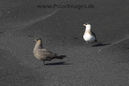 Arctic_Skua_Jan_Mayen_MG_3334