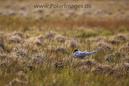 Arctic_Tern_Flatey_W_Iceland_MG_2458