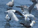 Black_headed_gull_87720220